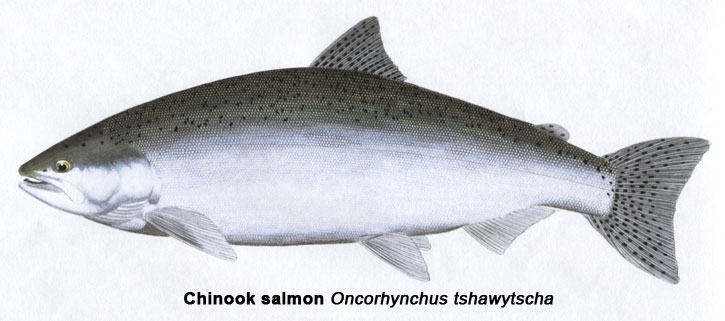 Chinook Salmon Length Weight Chart