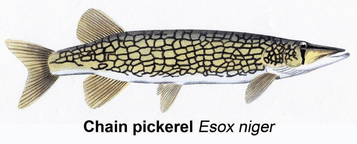 Pickerel Fishing 