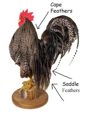 rooster saddle hackles