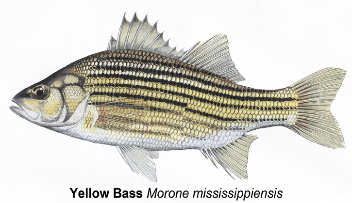 Bass Length To Weight Conversion Chart