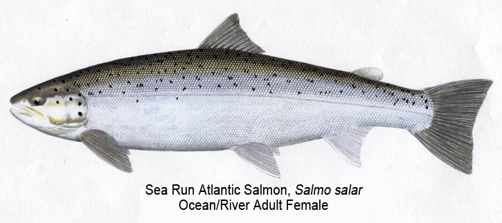 Atlantic Salmon Size Chart