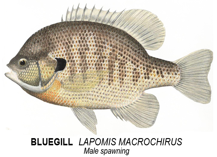 Bluegill