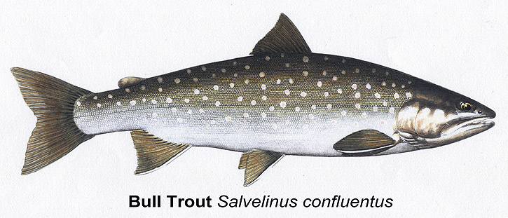 Bull Trout, Muskie, Pike, Bass flies