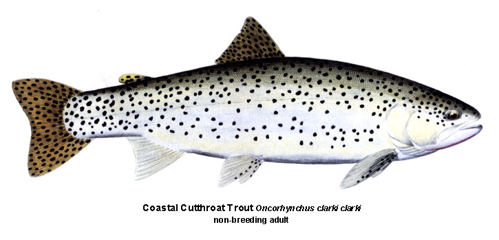 Cutthroat Trout