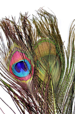 US Seller Flue Sticks Seafoam Green Iridescent Peacock Herl Flue Feathers 
