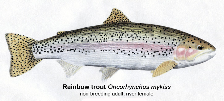 Rainbow Trout Size Chart