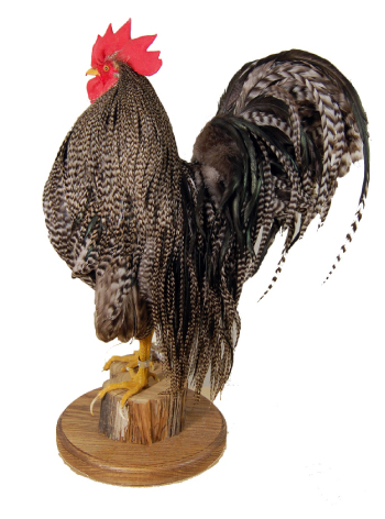 rooster1