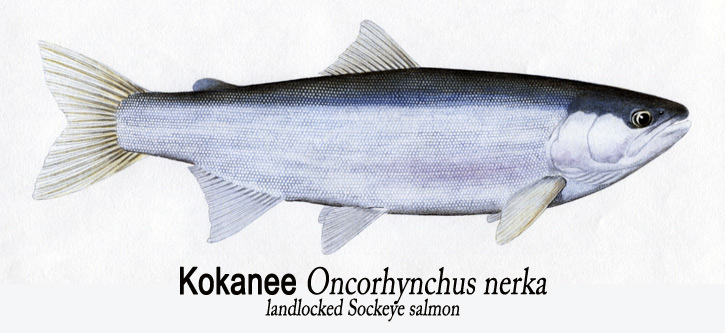 sockeye