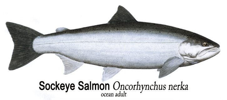 sockeye