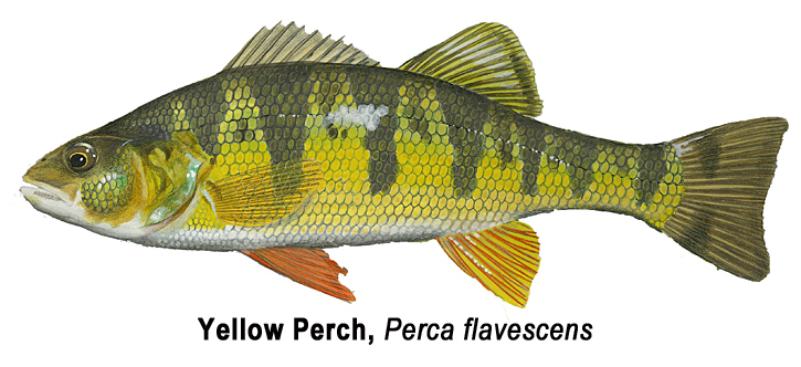 Fly Tying Friday - The Marabou Perch — Panfish On The Fly